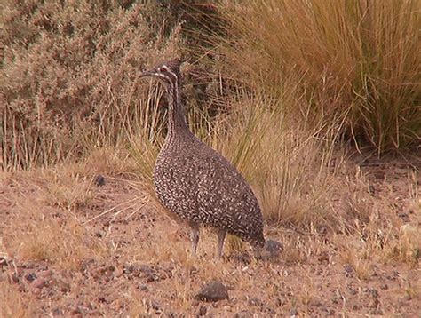 Eudromia Elegans Elegant Crested Tinamou Elegant Crested Flickr