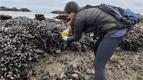 Oregon Coast Mussels Harvesting Catch And Cook Youtube