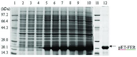 Ferritin Expression And Purification Revealed By SDSPAGE Lane 1 And11