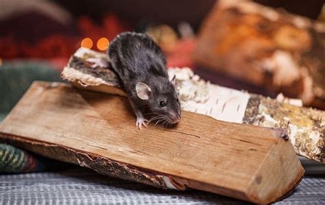 Everything You Need To Know About Rodent Control In Natomas Bell Pest