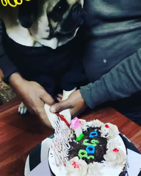 Birthday Celebration Pogo The Pug Youtube