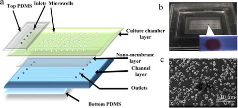 A Schematic Diagram Of A Multi Layer Microfluidic Chip For Long Term