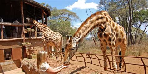 Nairobi Nationalpark David Sheldrick Und Giraffe Center Getyourguide