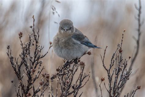 Mountain Bluebirds on Migration - Birds Calgary