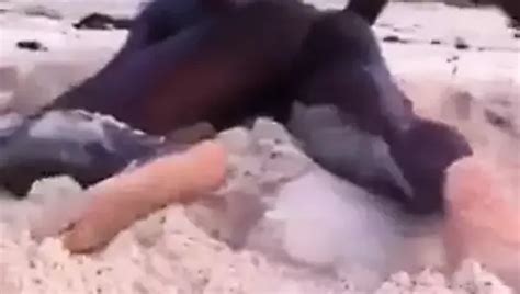 Dotado Gozando Muito Gay Black Porn Video D4 XHamster