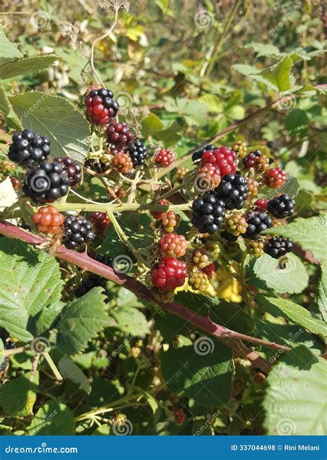 Blackberry Wildfruits Natural Photograph Stock Photo - Image of blossom