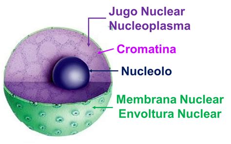 Parte De Una C Lula En Ambas En Biolog A El N Cleo Celular Es Un