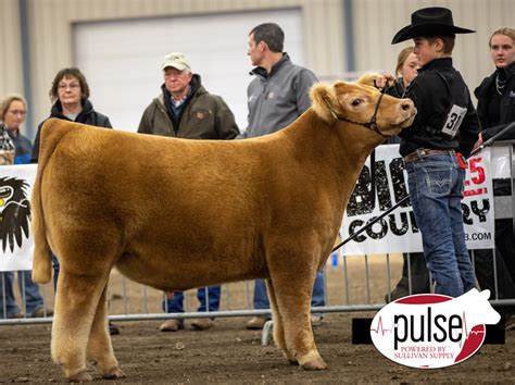 Sioux Empire Livestock Show Prospect Charolais Composite Steers The