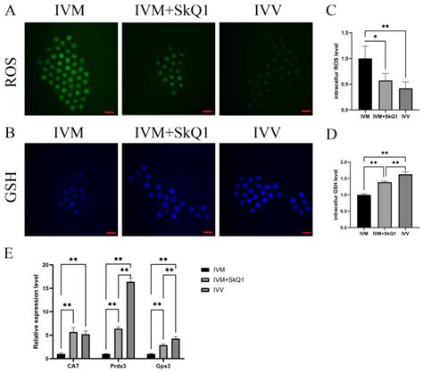 Supplementation of SkQ1 Increases Mouse In Vitro Oocyte Maturation and ...