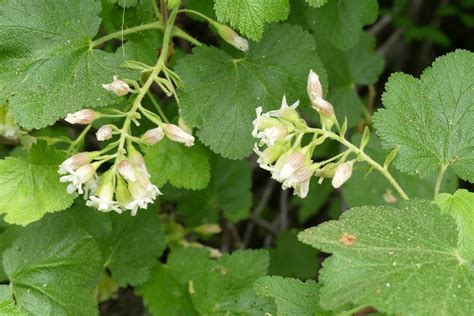 Ribes Cereum Douglas Flora Orientalis Cascades Flickr