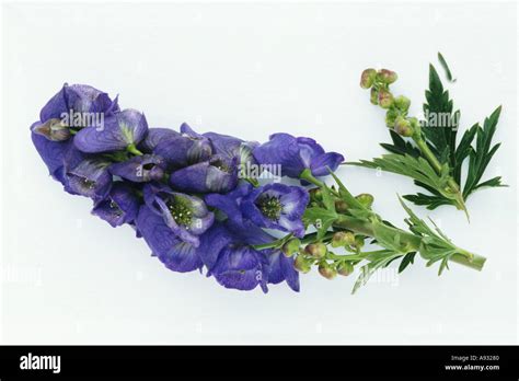 Medicinal Plant Monkshood Aconitum Napellus Eisenhut Stock Photo Alamy