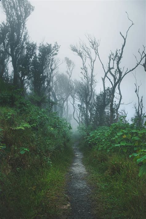 Photo Of Foggy Forest · Free Stock Photo