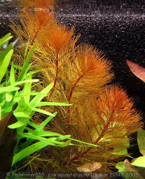 Перестолистник клубеньковый, красный (Myriophyllum tuberculatum ...