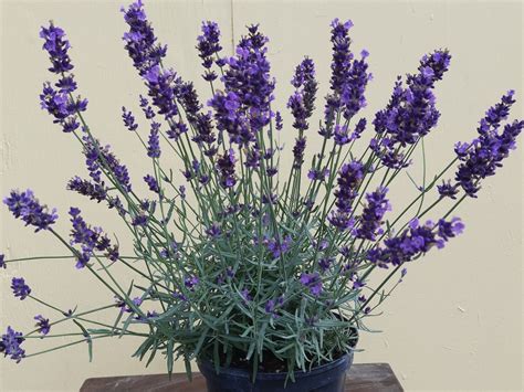 Lavandula Angustifolia Hidcote Blue Lavendel Pflanzenhof Toskanapark