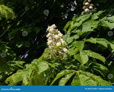 Huge White Raceme Inflorescence Of Aesculus Hippocastanum Stock Photo