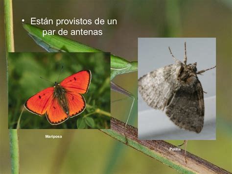 Varinia Los Insectos