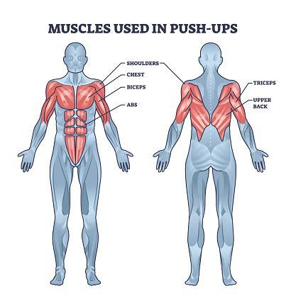 muscles utilises dans lactivite sportive des pompes avec schema