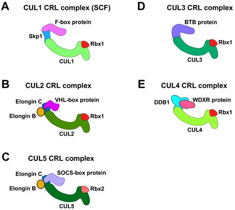 Cullin RING Ubiquitin Ligases Global Regulation And Activation Cycles