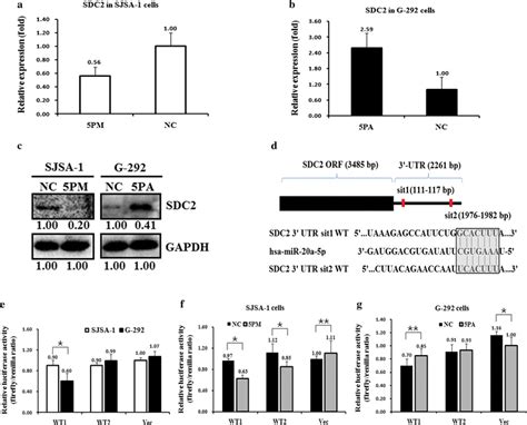 Sdc2 Is A Target Of Mir 20a 5p In Os Cells The Level Of Sdc2 Mrna A