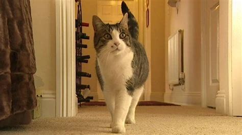 Cat Found After 8 Years Away Cbbc Newsround