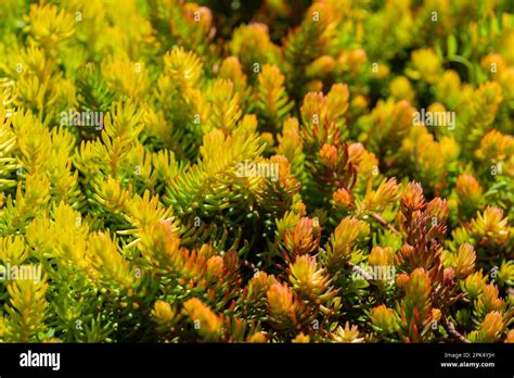 Horizontal close-up detail shot of a lovely Stonecrop succulent ground ...