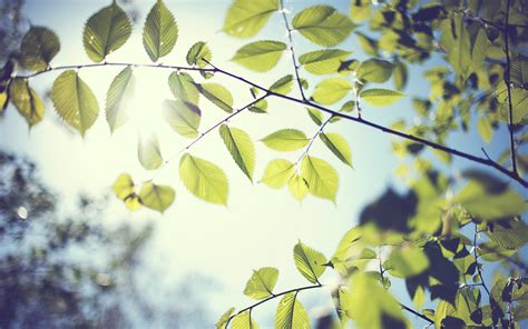 Wallpaper Sunlight Trees Leaves Depth Of Field Nature