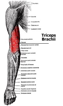 Anatomy of the Tricep Muscles - Lateral, Medial, and Long Heads