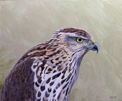 Coopers Hawk Portrait Painting By Barry Kent Mackay Fine Art America