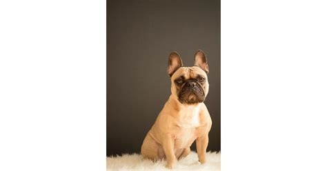 What Information Should You Expect Top Frenchie Breeders to Provide ...