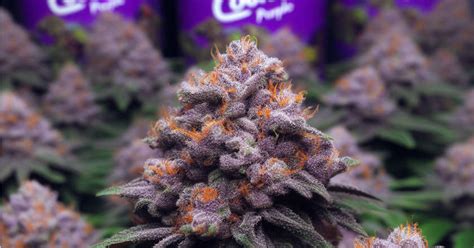 Tropicana Cookies Purple Seeds - budscope.com