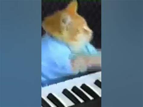 котик играет на пианино #реки #подпишись - YouTube