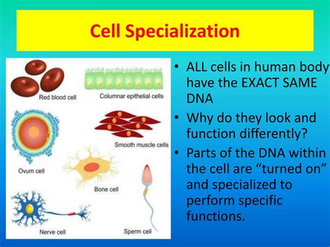 Ppt Biology Staar Review Session Cell Structure Function