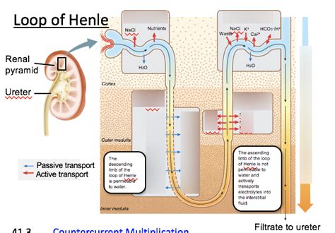 Loop of henle Diagram | Quizlet