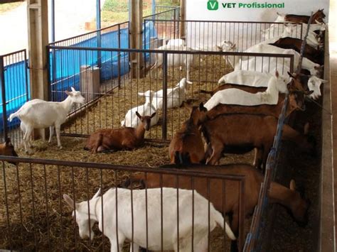 Caprinos Confinamento Ou Cria O A Pasto