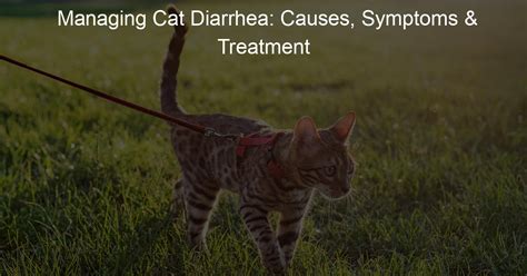 Managing Cat Diarrhea: Causes, Symptoms & Treatment - Harness Hug