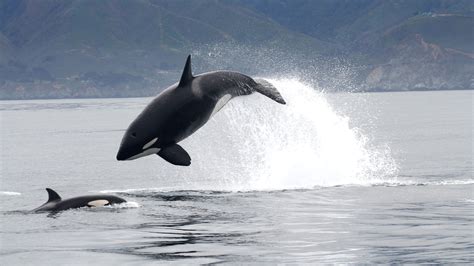 How crafty orca whales hunt near submarine canyons | Popular Science