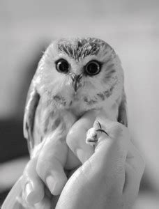 Saw Whet Owl Banding - Leslie Abram Photography