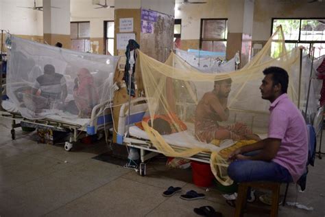 Bangladesh Grapples With Countrys Worst Dengue Outbreak The Seattle