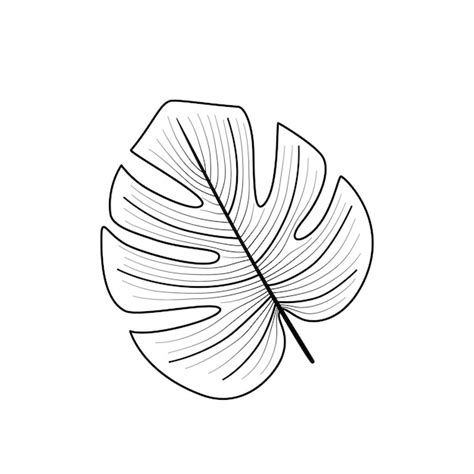 Feuille de Monstera dessin au trait tropical illustration isolée Plante