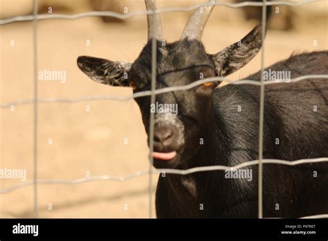 West African Pygmy Goat Capra Hircus Hircus Stock Photo Alamy