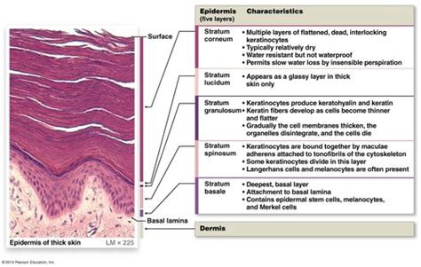 Chapter 4 Integumentary System Flashcards Quizlet