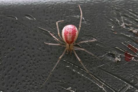 Spider Cute Pink Pink