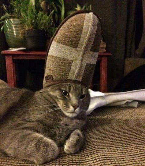 Котолик | Пикабу