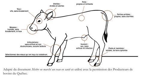 CONTRAT D INTÉRESSEMENT en production de veaux de lait