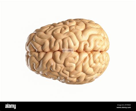 3d ilustración del cerebro humano hecho de madera Vista superior del