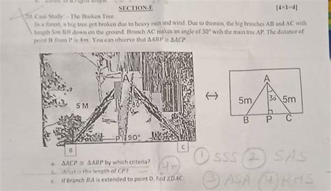 Sfciion E Case Study The Broken Treoin A Forest A Big Tree