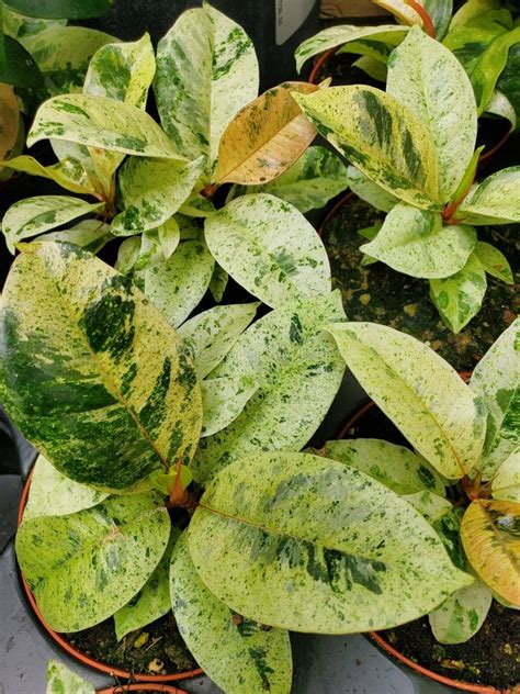 Beautiful Variegated Leaves of Ficus Elastica Shivereana Stock Photo ...