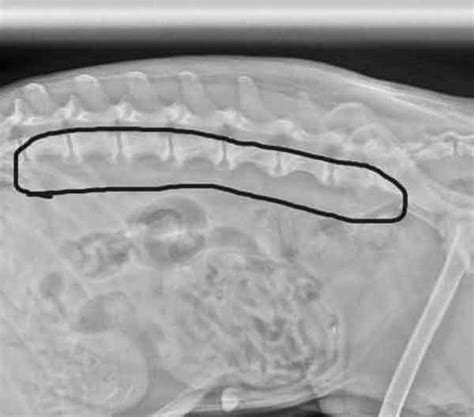 Understanding Spondylosis Deformans In Dogs Manila Standard