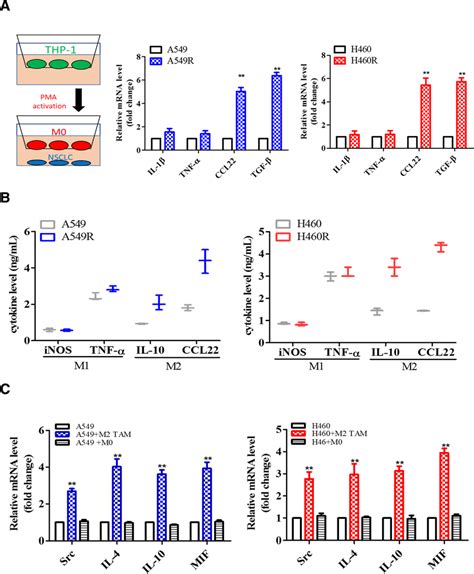 Cddp Resistant Nsclc Promoted M2 Polarization In Tams A Cddp Resistant