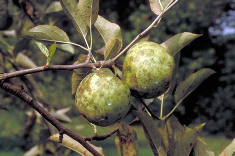 How To Identify And Treat Common Apple Diseases Gardeners Path